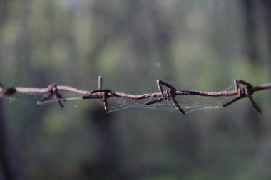 doğa arka plan üzerinde eski paslı dikenli tel
