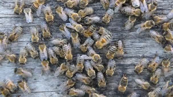 Pszczoły Lecie Drewnianej Płycie — Wideo stockowe