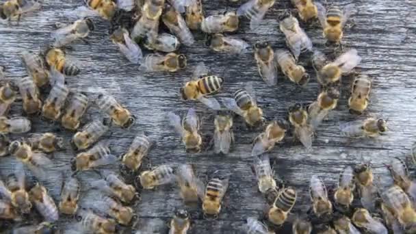 Bienen Sommer Auf Einem Holzbrett — Stockvideo