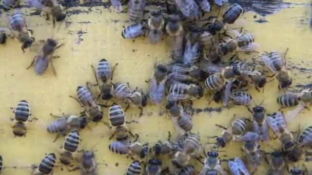 Bienen Sommer Auf Einem Holzbrett — Stockvideo