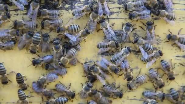 Bienen Sommer Auf Einem Holzbrett — Stockvideo