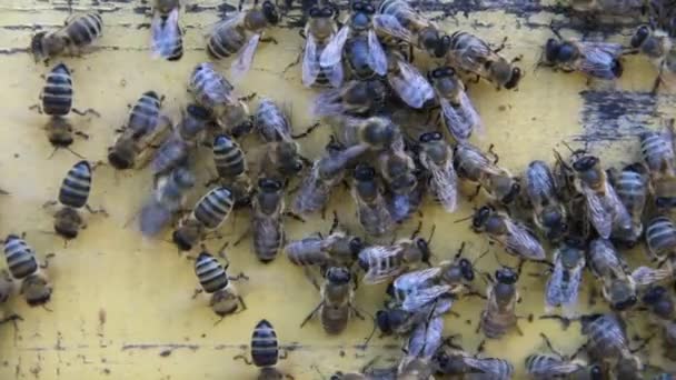 Abelhas Verão Uma Tábua Madeira — Vídeo de Stock