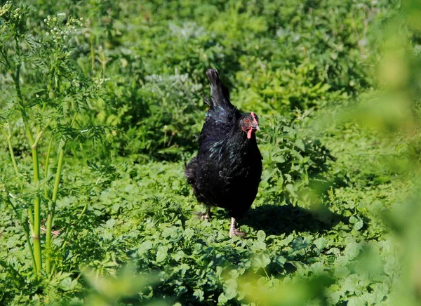 black chicken in summer in hot weather