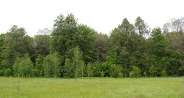 kırsal yaz aylarında yoğun orman