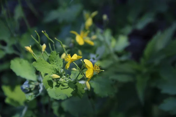 celandine flower begins to bloom in the spring