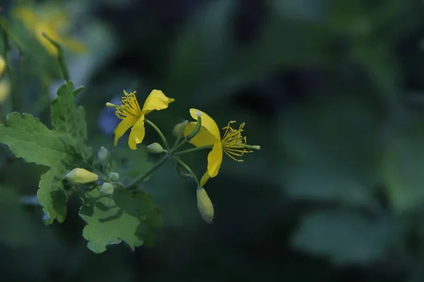 celandine flower begins to bloom in the spring