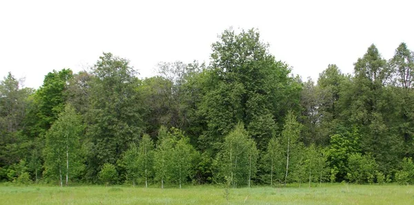 kırsal yaz aylarında yoğun orman