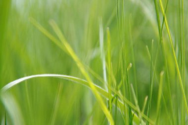 Çim yeşil yaz aylarında