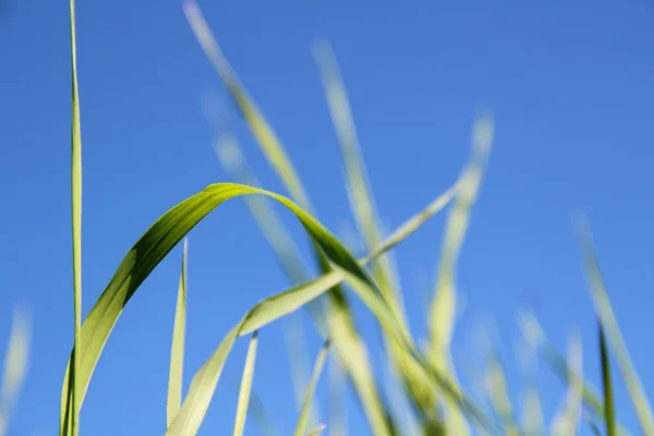 Grass Green Summer — Stock Photo, Image