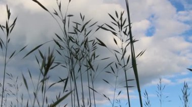 ormanda akşam yeşil çim