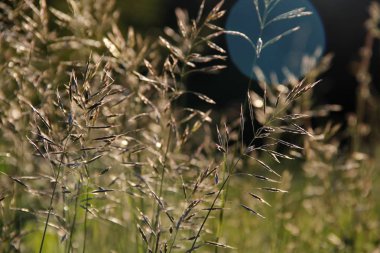 akşamları çayırda çim pırıltılar