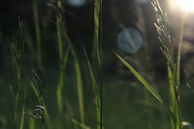 akşamları çayırda çim pırıltılar