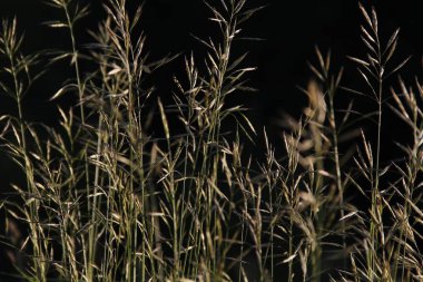 akşamları çayırda çim pırıltılar