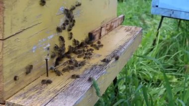 Arılar yazın çok çalışır.