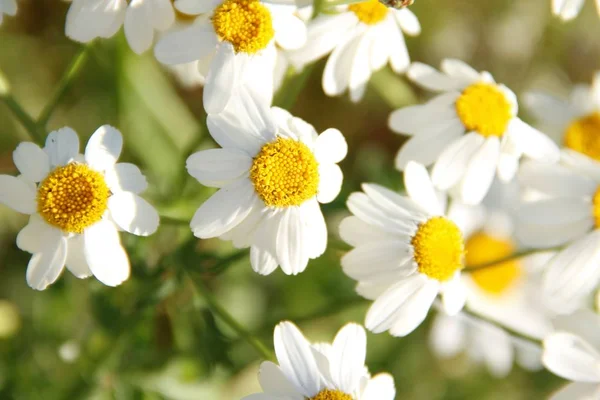 Kwiaty Rumianku Słoneczne Dni — Zdjęcie stockowe