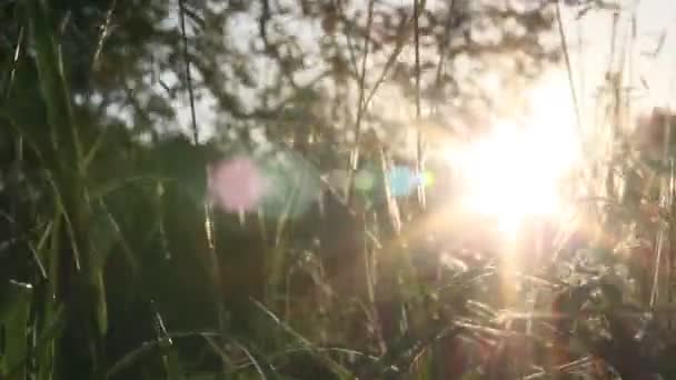 Sommarkväll Ryssland — Stockvideo