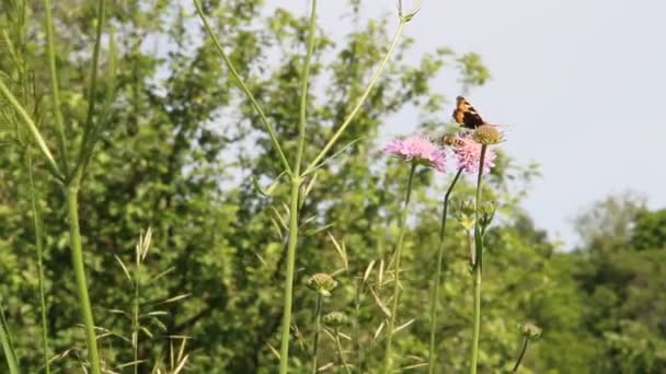 Matin Dans Forêt Été — Video