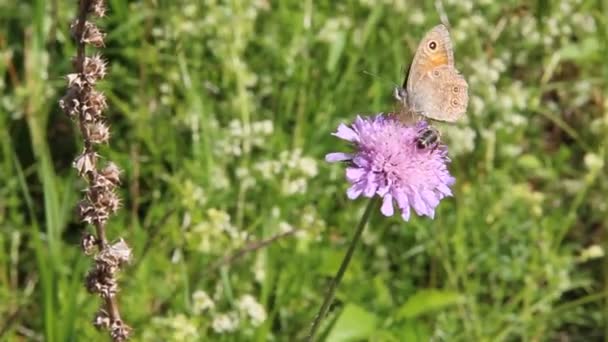 Matin Dans Forêt Été — Video