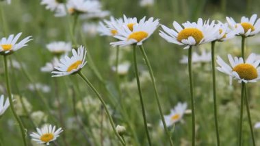 papatya çiçekleri yaz aylarında çiçek