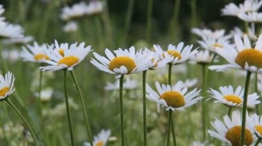 papatya çiçekleri yaz aylarında çiçek