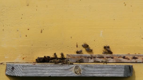 ミツバチは夏によく働きます — ストック動画