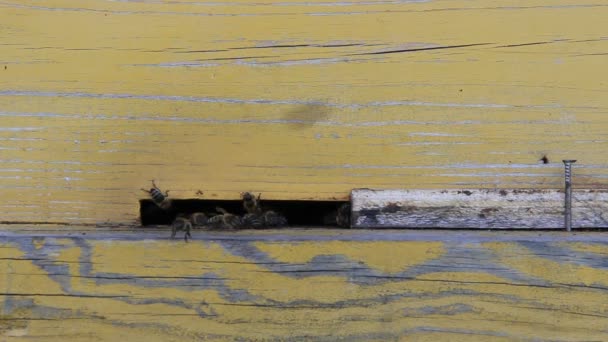 Bienen Arbeiten Sommer Viel — Stockvideo