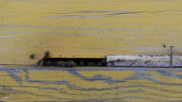 Bienen Arbeiten Sommer Viel — Stockvideo