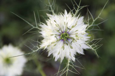 çiçekler yaz aylarında bahçede çiçek