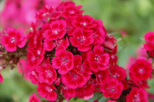 Fleurs Fleurissent Dans Jardin Été — Photo