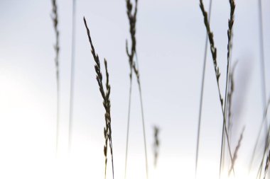 Rüzgarda sallanan yeşil çimenler