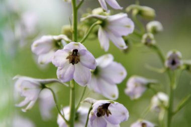 çiçekler yaz aylarında bahçede çiçek