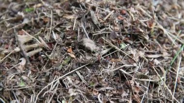 karıncalar yazın karınca yuvası inşa