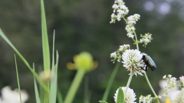 May Bug Houdt Van Bloemen Zomer — Stockvideo