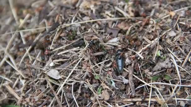 Μυρμήγκια Χτίζουν Την Μυρμηγκοφωλιά Τους Καλοκαίρι — Αρχείο Βίντεο