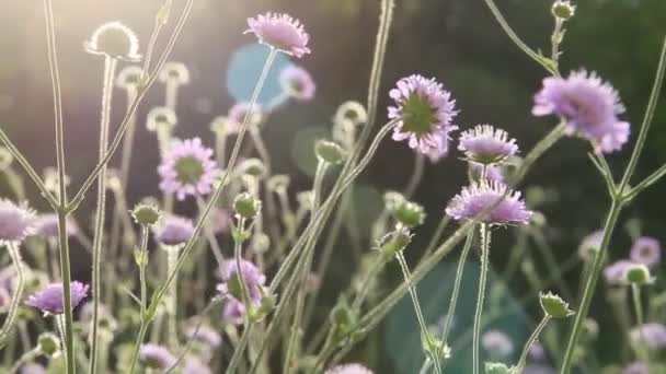 Schöne Blumen Blühen Sommer Garten — Stockvideo