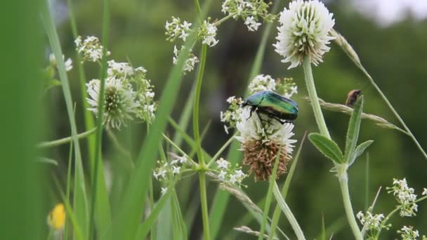 May Bug Houdt Van Bloemen Zomer — Stockvideo