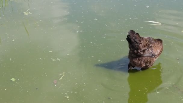 Kip Wandelingen Het Water Bij Warm Weer — Stockvideo