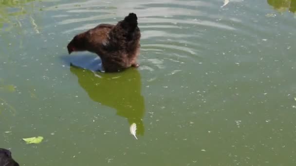 鸡在炎热的天气里在水上散步 — 图库视频影像