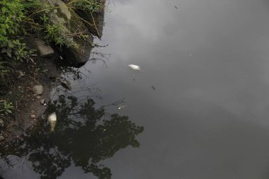 ölü balık su yüzeyinde su yüzeyinde su yüzüne çıktı