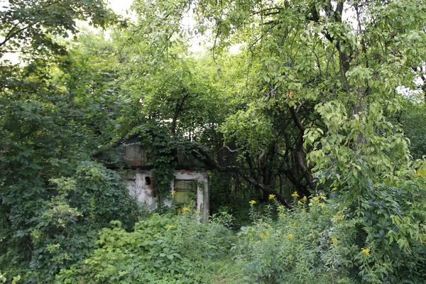 森の中の古い放棄された小さな家 — ストック写真