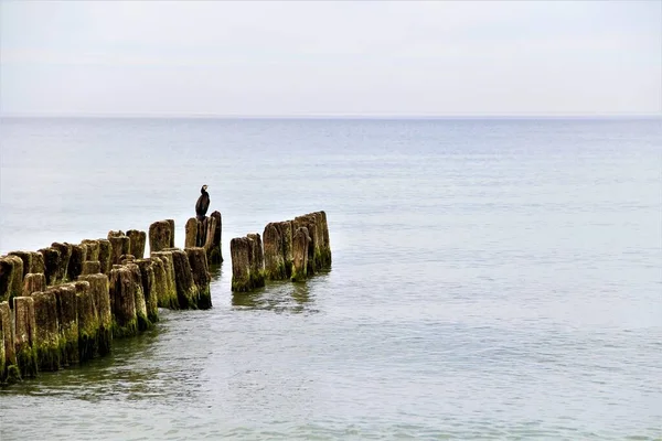 Côte Mer Baltique Début Été — Photo