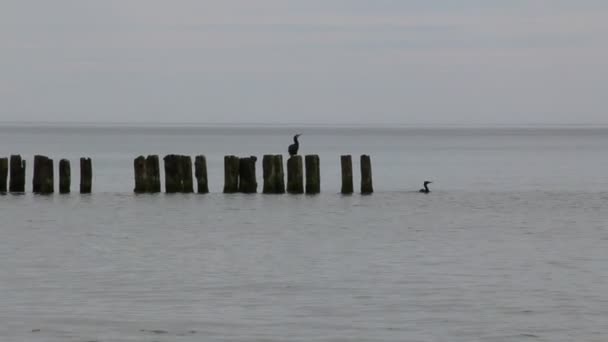 初夏波罗的海沿岸 — 图库视频影像