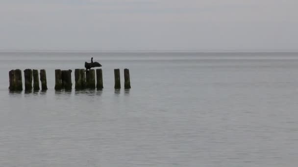 Ακτή Της Βαλτικής Θάλασσας Στις Αρχές Του Καλοκαιριού — Αρχείο Βίντεο
