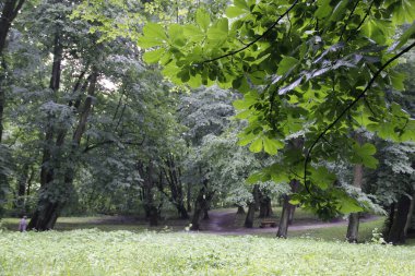 Yazın yağmurdan sonra park et