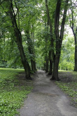 Yazın yağmurdan sonra park et