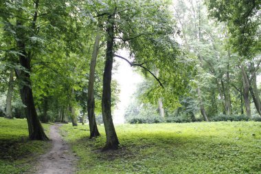 Yazın yağmurdan sonra park et