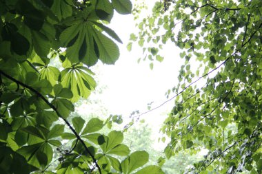 Ağaçtaki yeşil yapraklar