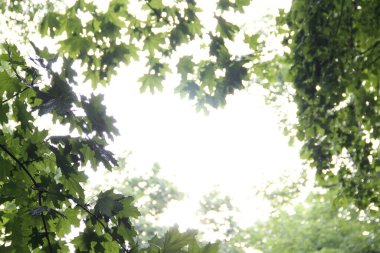 Ağaçtaki yeşil yapraklar