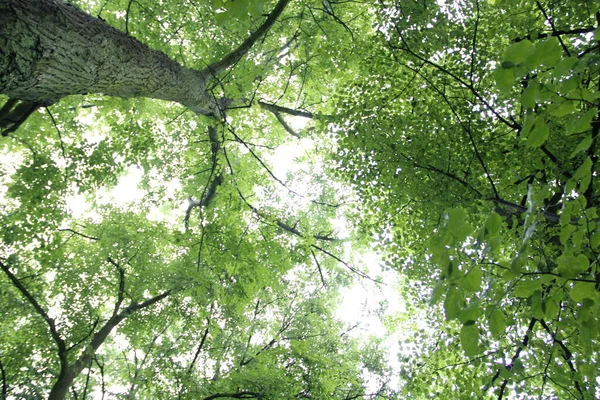 Grüne Blätter Auf Einem Baum Stockfoto