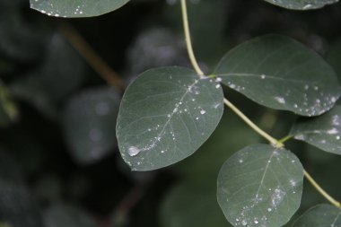 Yaprağın üzerine yağmur damlası